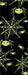 Creepy Crawlies Glow-in-the-Dark Duct Tape, 2 Inches Wide