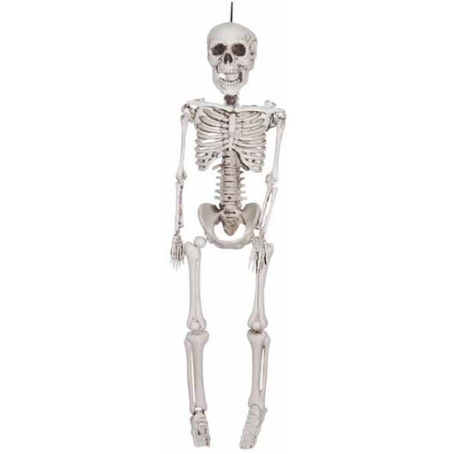 12-Inch Realistic Plastic Skeleton