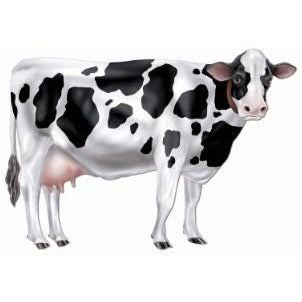 Jointed Cow Decoration, 34.5 Inches