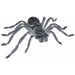 Gray Spider
