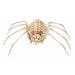 14-Inch Spider Skeleton Halloween Decoration