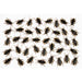 Creepy Creature Cockroach Decorations, 40 Count