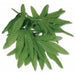 Tropical Fern Leaf Wristlet, 10 Inch