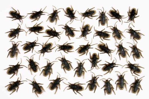 Creepy Creature Cockroach Decorations, 40 Count