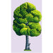 Jointed Spring Maple Tree 3' 1/Pkg