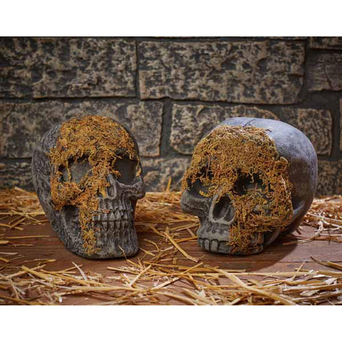 "Mossy Skull With Movable Jaw"