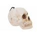 White Pearl Iridescent Skull Decoration, 4 Inch