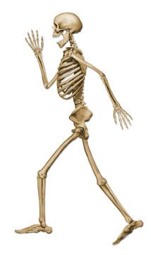 Profile Pete Jointed Skeleton Decoration, 37 Inches