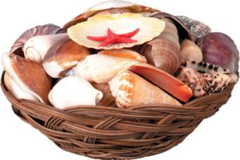 Shell Basket with 40 to 45 Shells