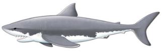 Jointed Shark Decoration, 5 Feet 11 Inches