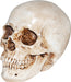 7-Inch Realistic Skull Halloween Prop