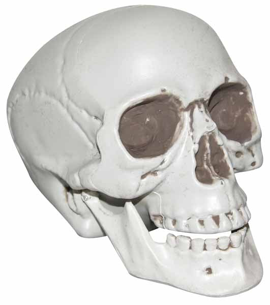 Realistic Plastic Skull Halloween Decoration, 7 Inch