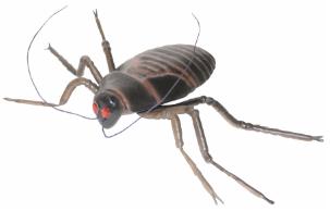 Large Cockroach Halloween Prop
